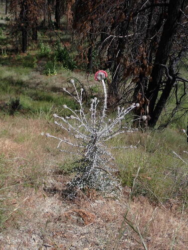 Cirsium occidentale (Cobwebby Thistle) (alternate view 2)