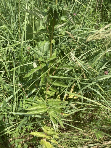 Filipendula ulmaria (Meadowsweet)
