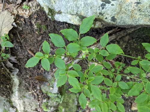 Vaccinium pallidum (Early Lowbush Blueberry) (alternate view 4)