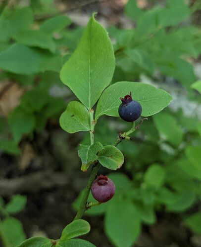 Vaccinium pallidum (Early Lowbush Blueberry) (alternate view 5)