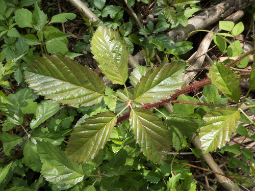 Rubus trivialis (southern dewberry)