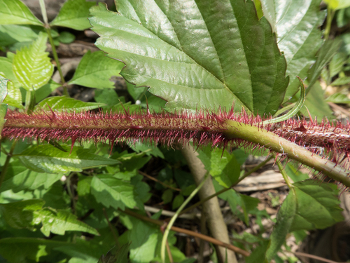 Rubus trivialis (southern dewberry)