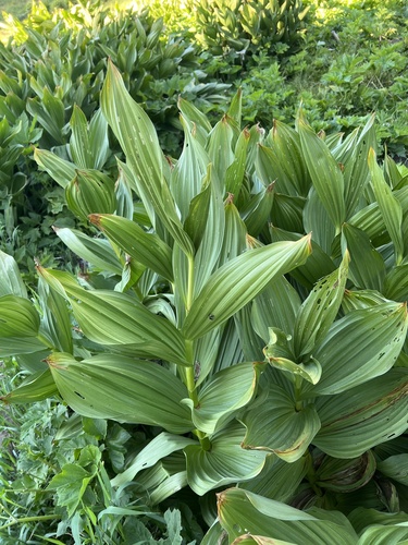Veratrum californicum (Corn Lily) (alternate view 5)
