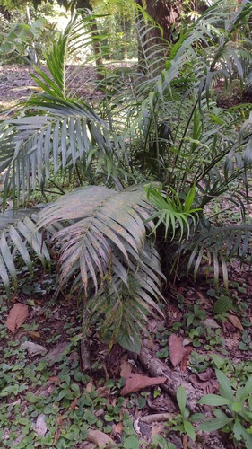 Chamaedorea cataractarum (Cat Palm)