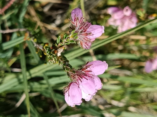 Erica tetralix (Cross-leaved Heath)
