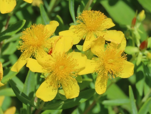 Hypericum kalmianum (Kalm St. John's Wort)