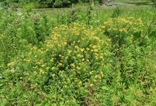 Hypericum kalmianum (Kalm St. John's Wort)