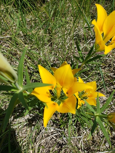 Lilium philadelphicum (Wood Lily) (alternate view 5)