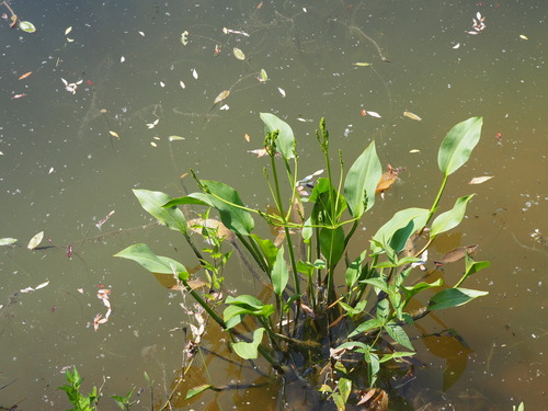 Alisma plantago-aquatica (water-plantain)