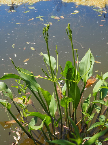 Alisma plantago-aquatica (water-plantain)