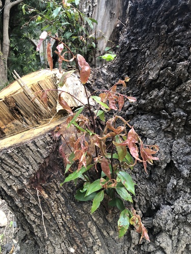 Syzygium floribundum (weeping lilli pilli) (alternate view 5)