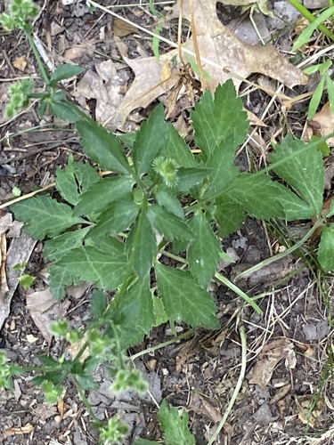 Sanicula canadensis (Black Snakeroot) (alternate view 4)