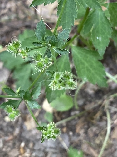 Sanicula canadensis (Black Snakeroot) (alternate view 3)