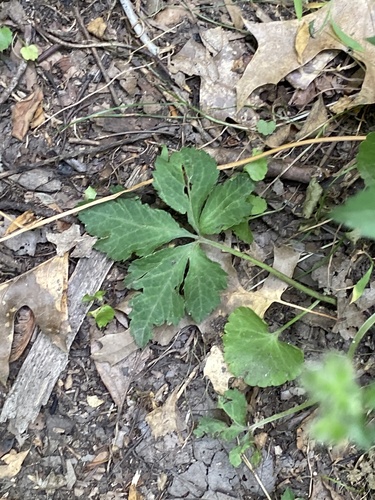 Sanicula canadensis (Black Snakeroot) (alternate view 5)