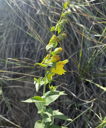 Linaria dalmatica (Balkan toadflax) (alternate view 4)