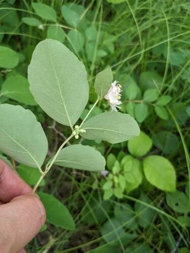 Symphoricarpos occidentalis (Western Snowberry) (alternate view 2)
