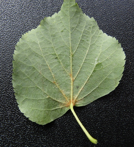 Tilia cordata (little‑leaf linden) (alternate view 2)