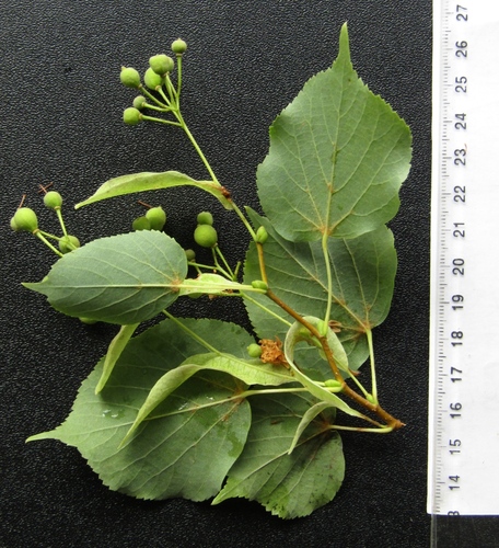 Tilia cordata (little‑leaf linden) (alternate view 3)