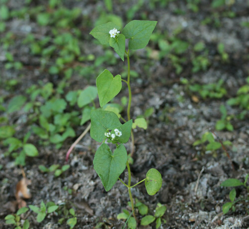 Fagopyrum esculentum (Common Buckwheat)