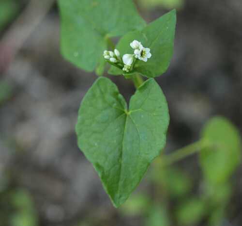 Fagopyrum esculentum (Common Buckwheat)