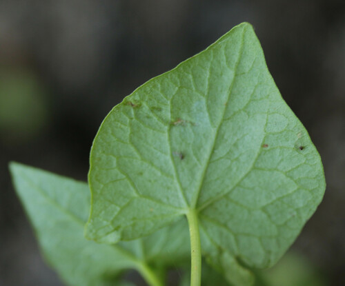 Fagopyrum esculentum (Common Buckwheat)
