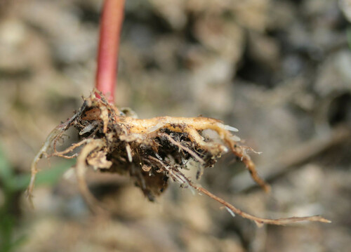 Fagopyrum esculentum (Common Buckwheat)