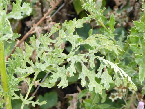 Jacobaea vulgaris (tansy ragwort)