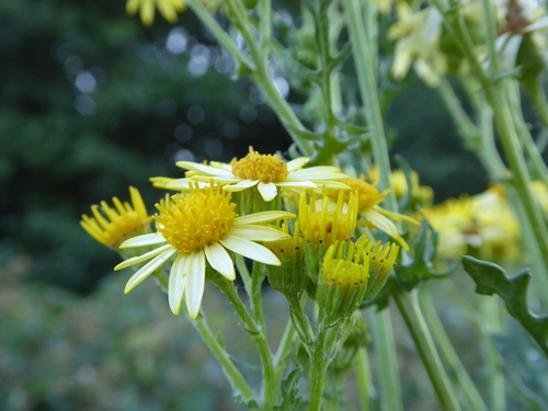 Jacobaea vulgaris (tansy ragwort)