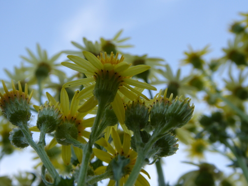 Jacobaea vulgaris (tansy ragwort)
