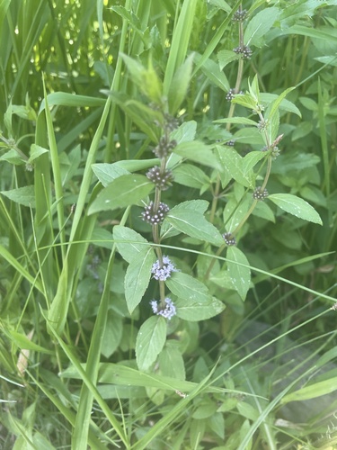 Mentha canadensis (Wild Mint)