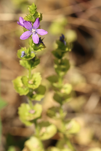 Triodanis perfoliata (clasping Venus's looking glass) (alternate view 5)