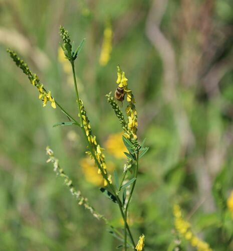 Melilotus altissimus (tall melilot)