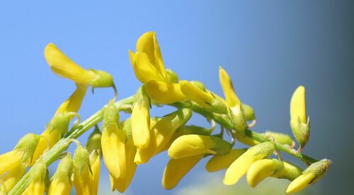 Melilotus altissimus (tall melilot)