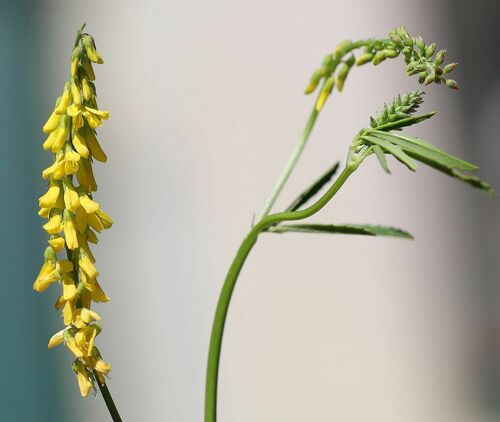 Melilotus altissimus (tall melilot)