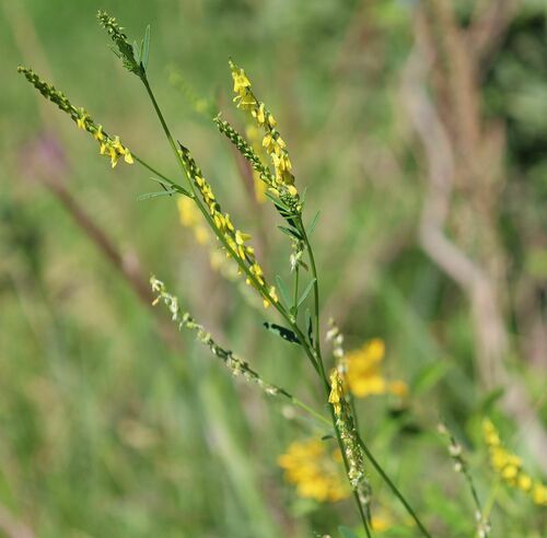 Melilotus altissimus (tall melilot)