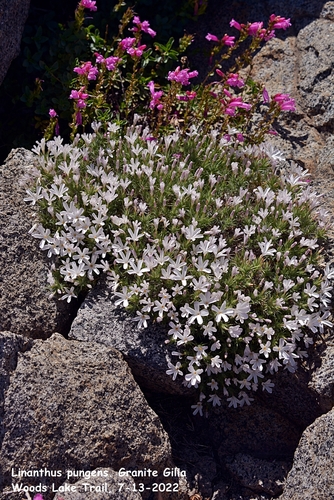 Linanthus pungens (Granite Prickly Phlox) (alternate view 9)