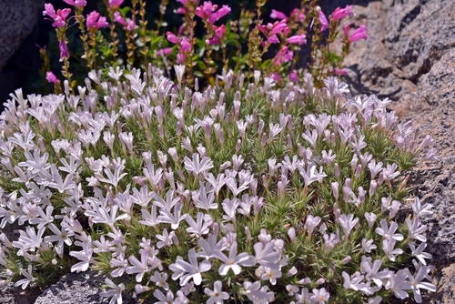 Linanthus pungens (Granite Prickly Phlox) (alternate view 10)