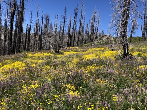 Eriophyllum lanatum (Oregon Sunshine) (alternate view 5)