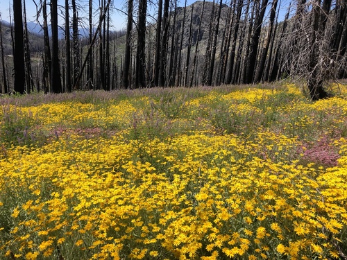 Eriophyllum lanatum (Oregon Sunshine) (alternate view 3)