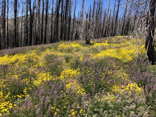 Eriophyllum lanatum (Oregon Sunshine) (alternate view 4)