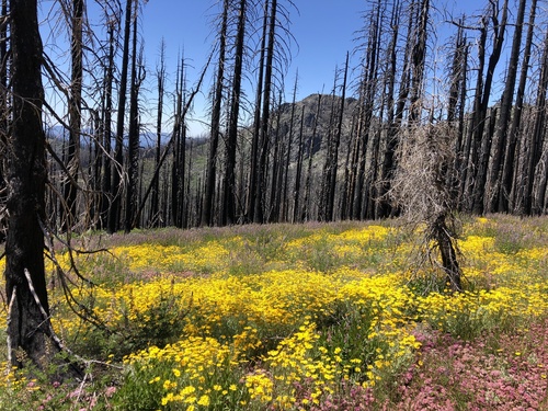 Eriophyllum lanatum (Oregon Sunshine) (alternate view 2)