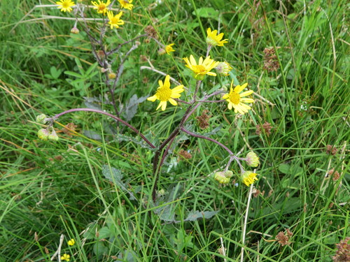 Jacobaea aquatica (Marsh Ragwort)