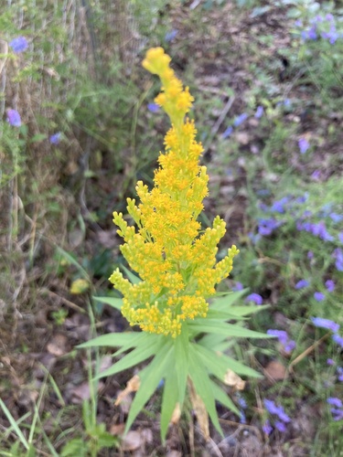 Solidago lepida (Canada goldenrod) (alternate view 2)
