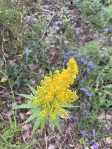 Solidago lepida (Canada goldenrod) (alternate view 3)