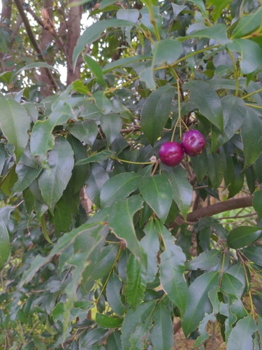 Syzygium smithii (Lilly Pilly)