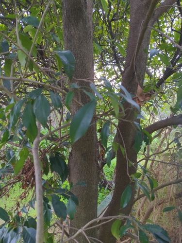 Syzygium smithii (Lilly Pilly) (alternate view 2)