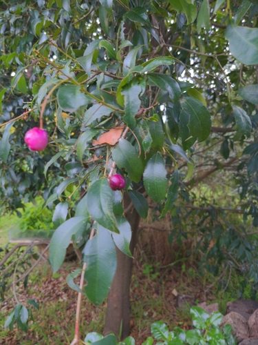 Syzygium smithii (Lilly Pilly) (alternate view 3)
