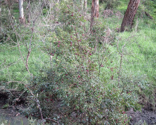 Syzygium australe (scrub cherry) (alternate view 8)