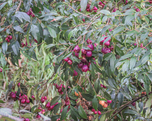 Syzygium australe (scrub cherry) (alternate view 9)