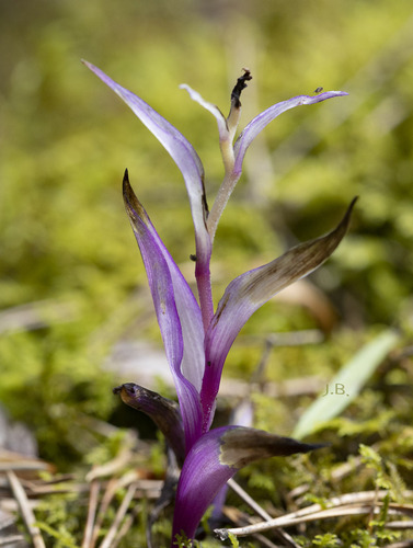 Epipactis (Helleborines) (alternate view 5)